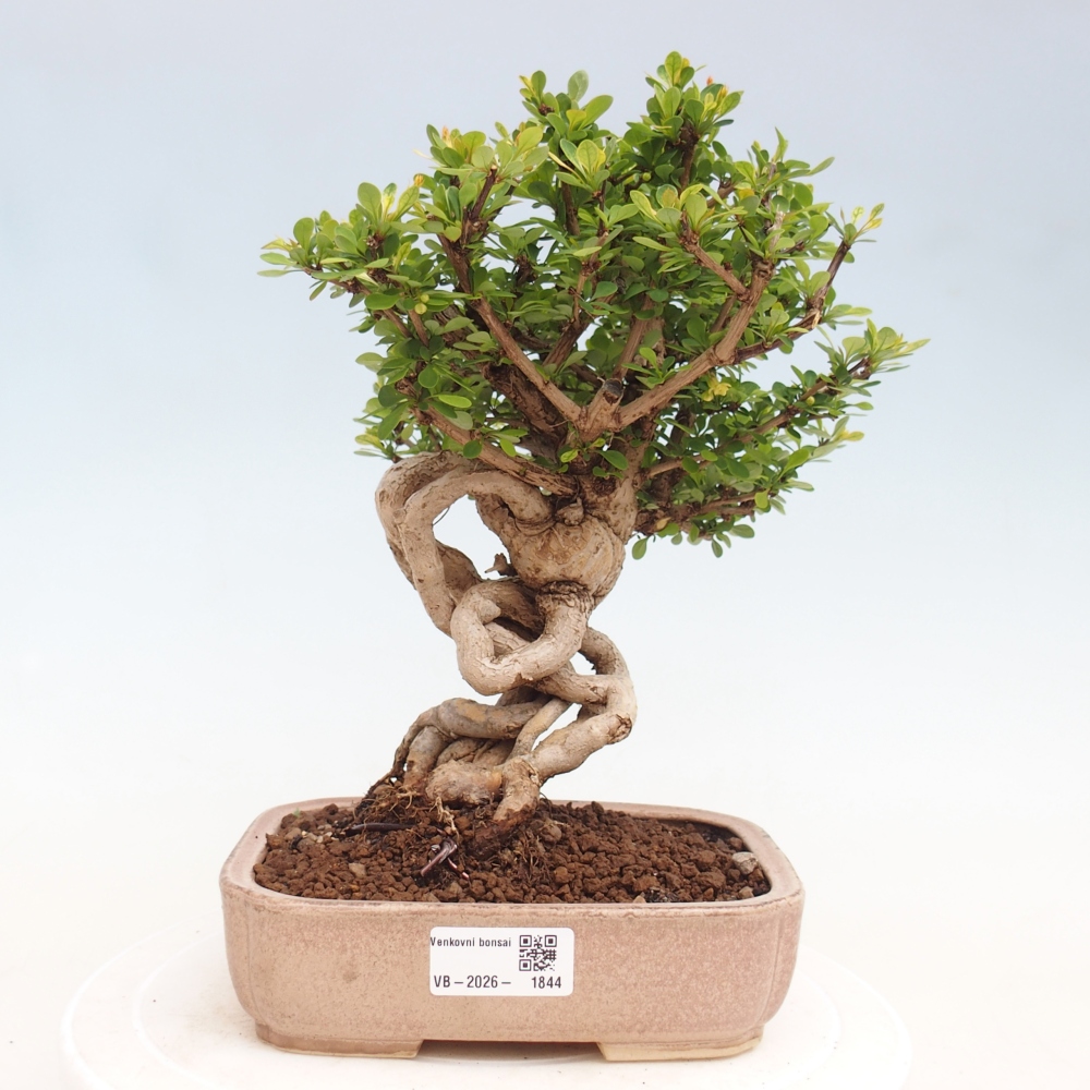 Vonkajšie bonsaje - Berberis coreana