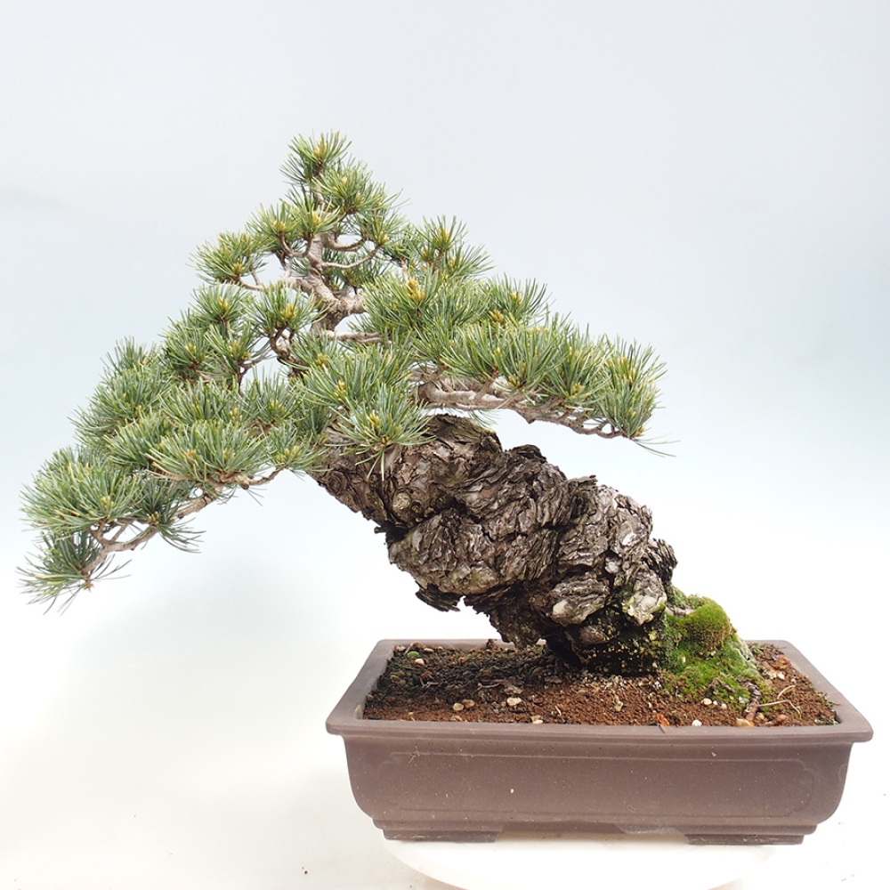 Vonkajšie bonsaje - Pinus parviflora - Pinus parviflora