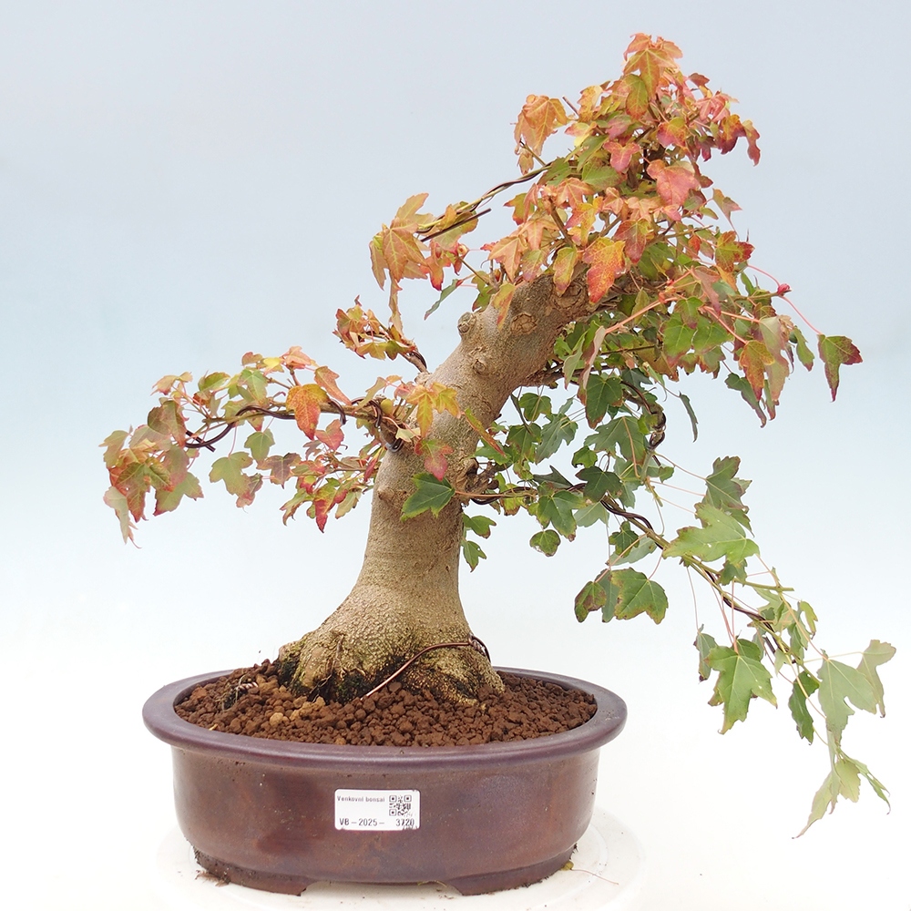 Vonkajšie bonsai - Javor Buergerianum - Javor Burgerův
