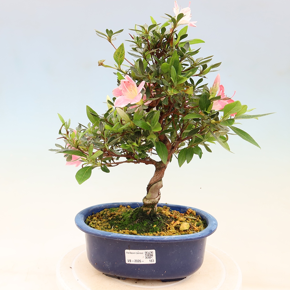 Vonkajšie bonsaje - Japonské azalky - Azalea Senhime