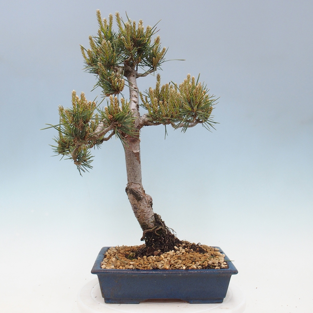 Vonkajšie bonsai - Pinus Sylvestris - Borovica lesná