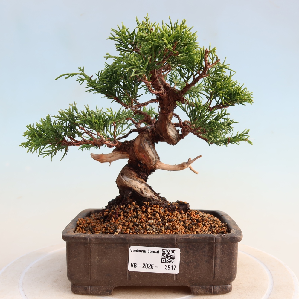 Vonkajší bonsai - Juniperus chinensis Itoigawa -Jalovec čínsky