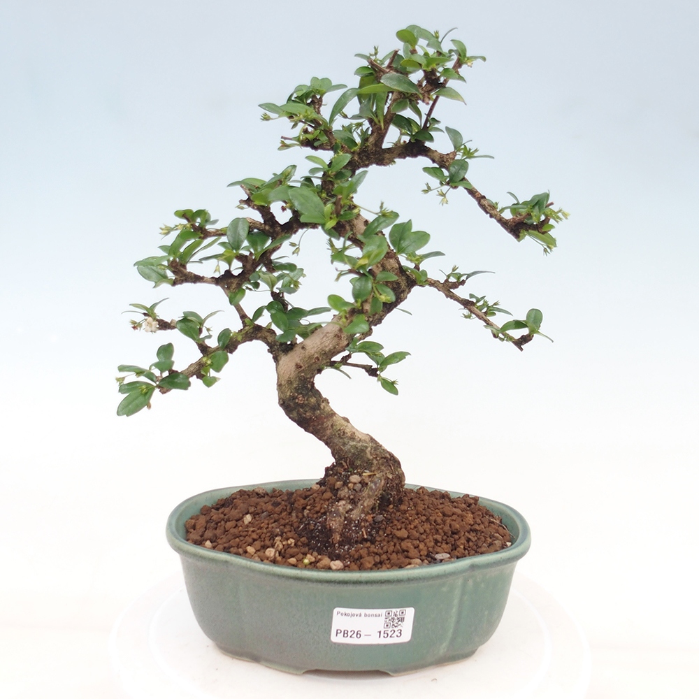 Izbové bonsaje - Carmona macrophylla - Tea fuki