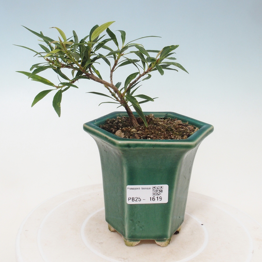 Izbová bonsai - Ficus nerifolia - malolistý fikus