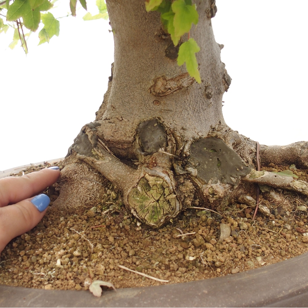 Vonkajšie bonsai - Javor Buergerianum - Javor Burgerův
