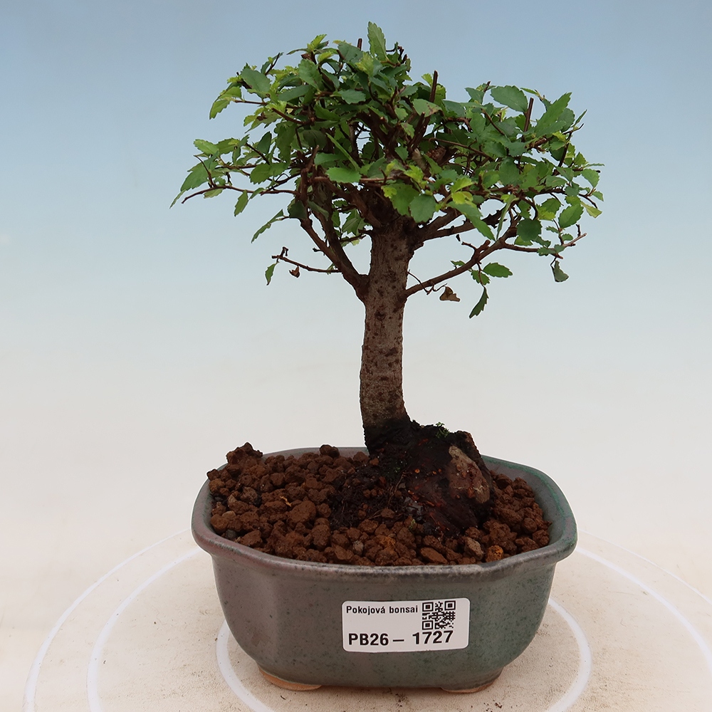 Izbový bonsaj - Ulmus parvifolia - brest malolistý