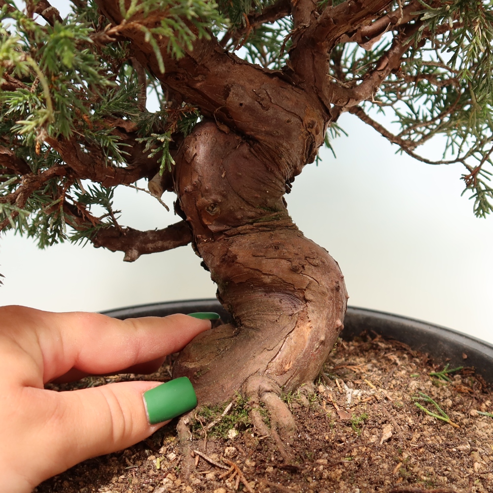 Vonkajší bonsai – Juniperus chinensis Itoigawa – čínsky jalovec