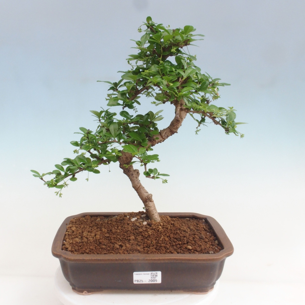 Izbová bonsai - Carmona macrophylla - Čaj fuki