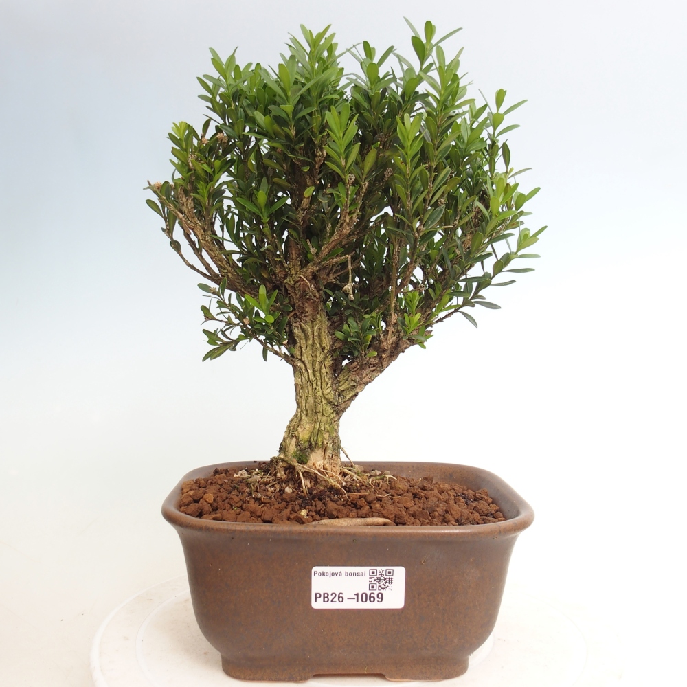 Izbové bonsaje - Buxus harlandii - korkový buxus