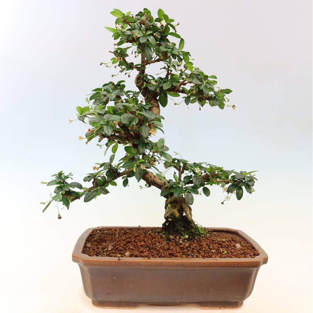 Izbové bonsaje - Carmona macrophylla - Tea fuki