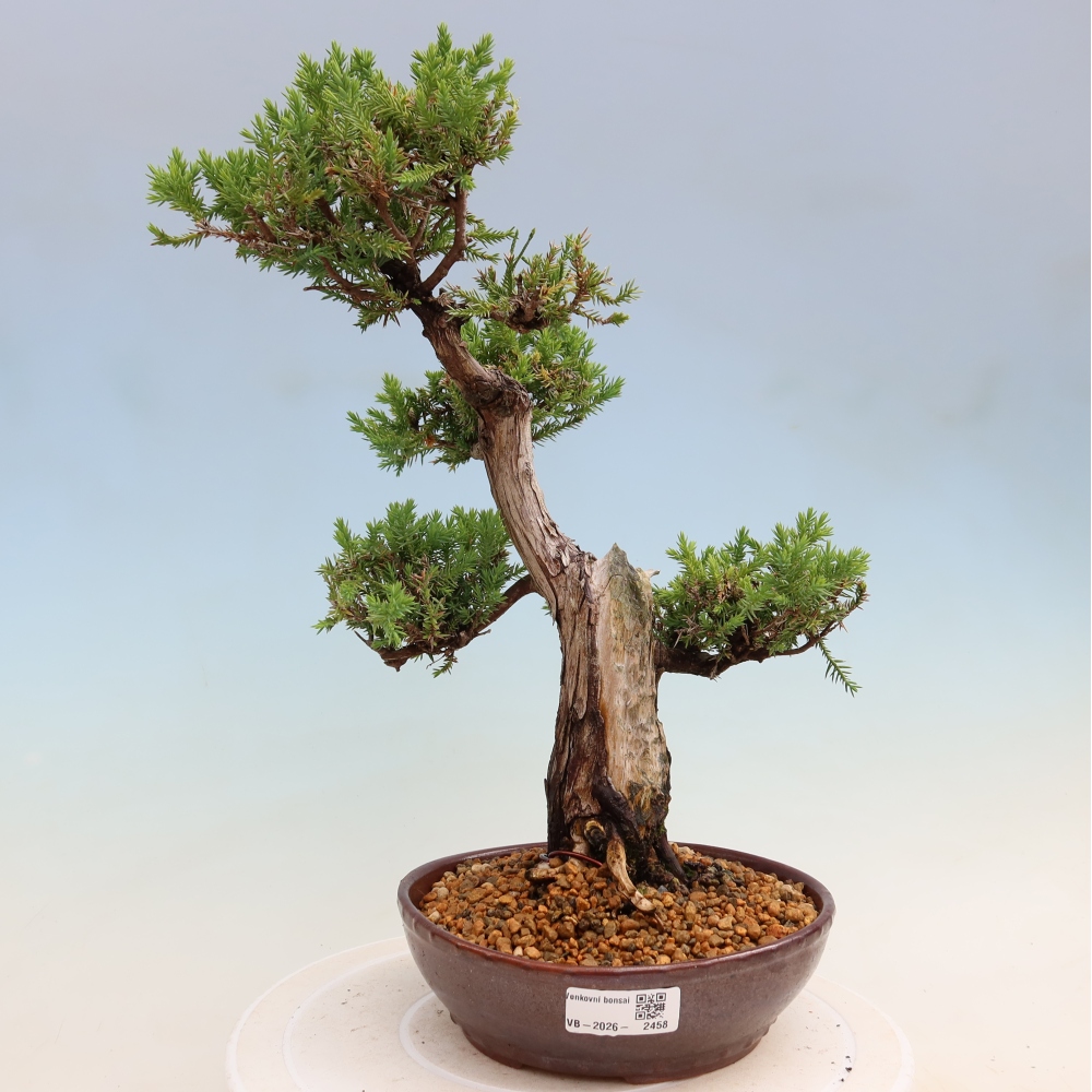 Vonkajší bonsai – Juniperus squamata – Jalovec šupinatý