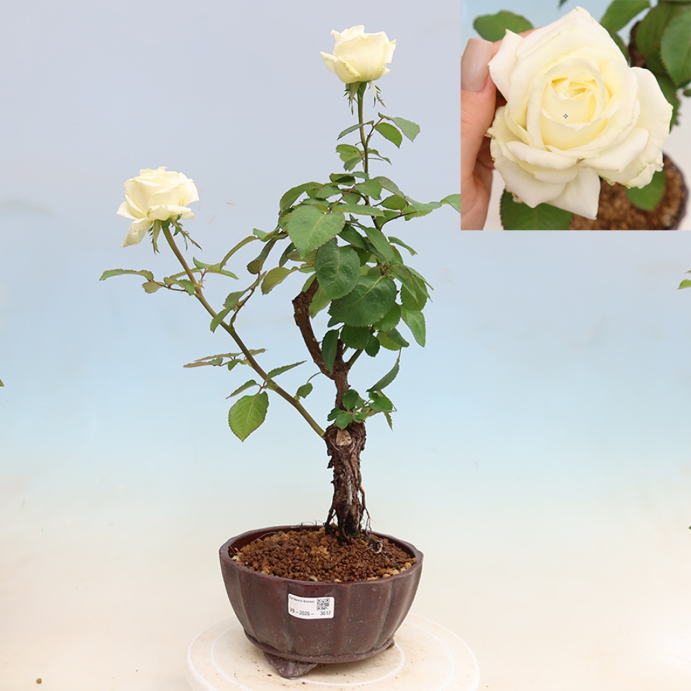 Vonkajšie bonsaje – Rosa Kordes – ruže