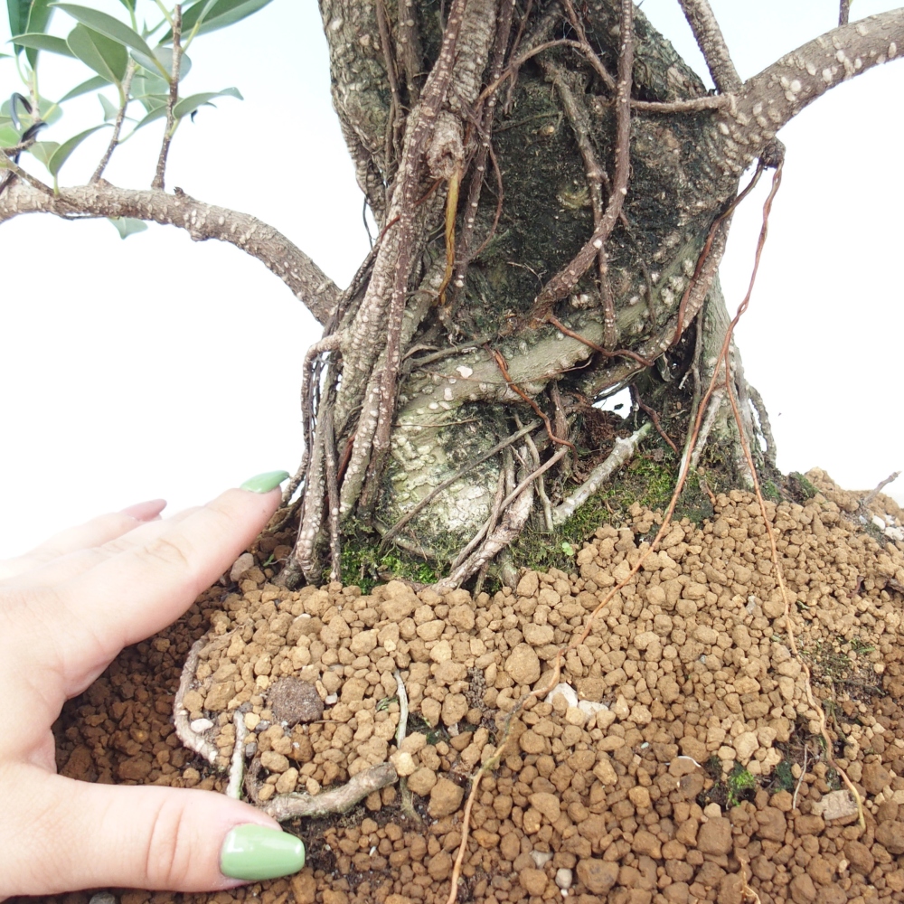 Izbový bonsaj - Ficus kimmen - drobnolistý fikus - len osobný odber alebo preprava na paletách