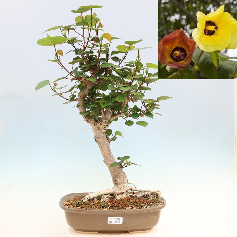 Izbový bonsaj - Hibiscus tiliaceus - Ibišek morský