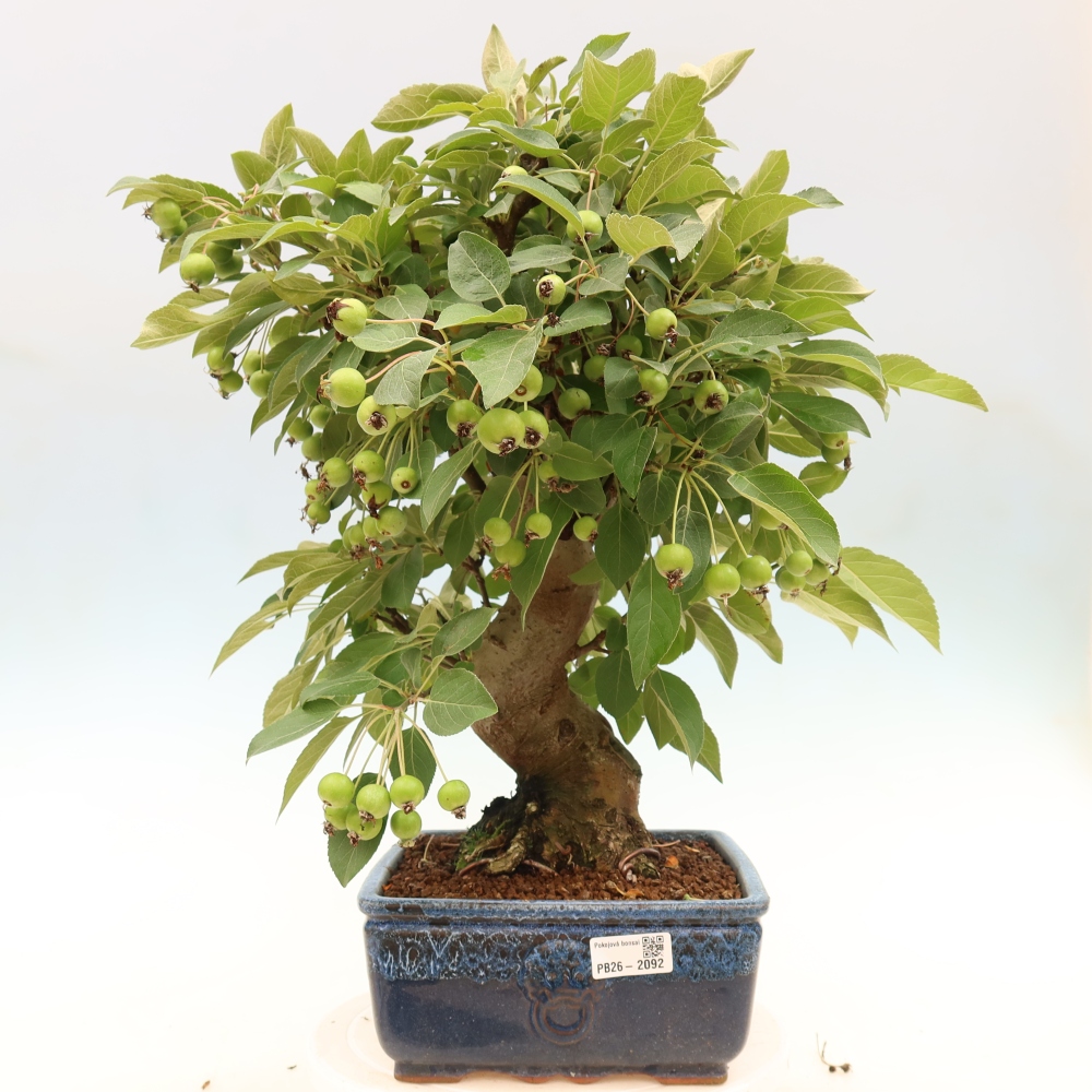 Vonkajšia bonsaj -Malus halliana - Malokvetá jabloň
