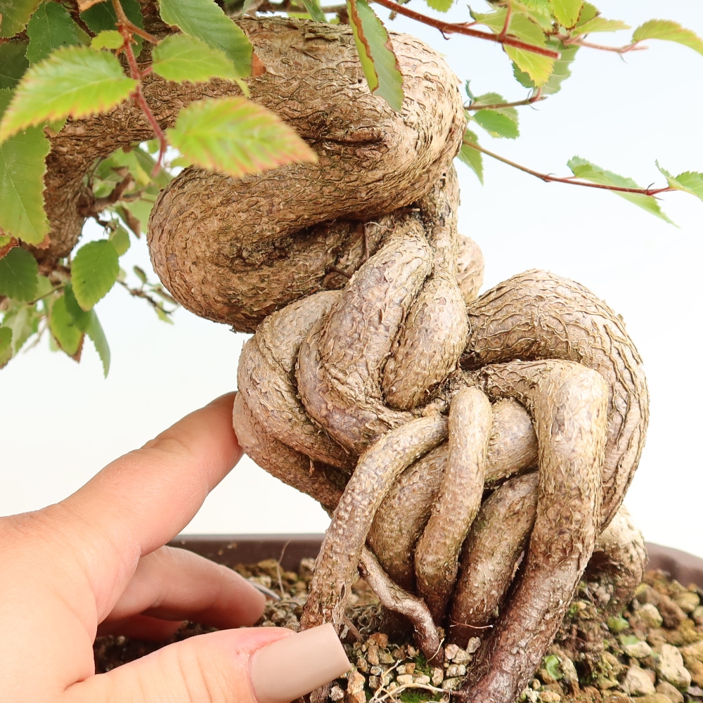 Vonkajšie bonsaje -Carpinus CARPINOIDES - Hrab kórejský
