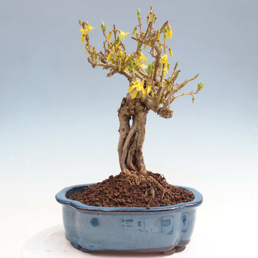 Vonkajšie bonsaje - Zlatice - Forsythia koreana