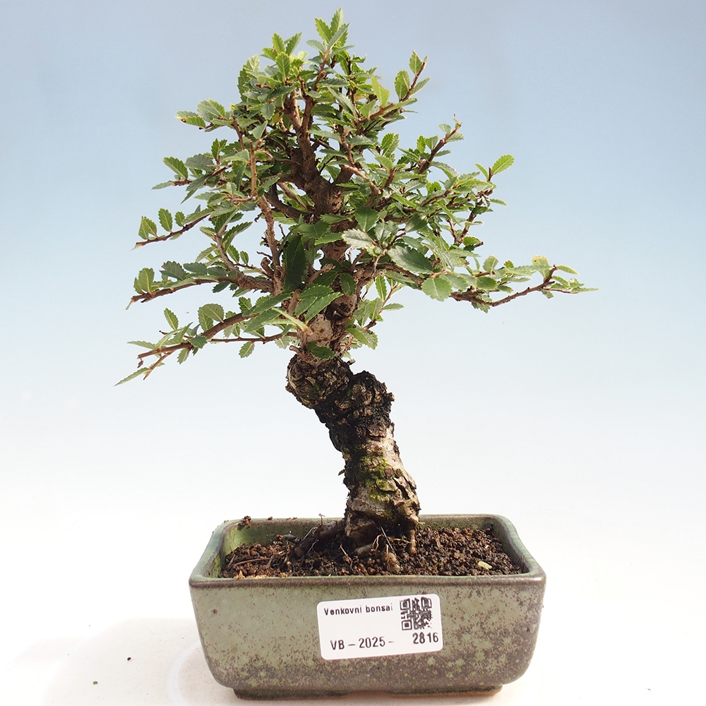 Vonkajšie bonsai - Zelkova - Zelkova Nirom