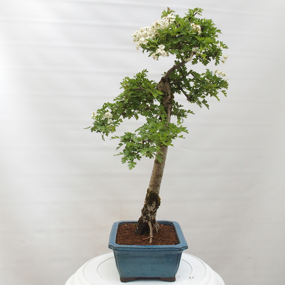 Vonkajší bonsai - Hloh - Crataegus monogyna