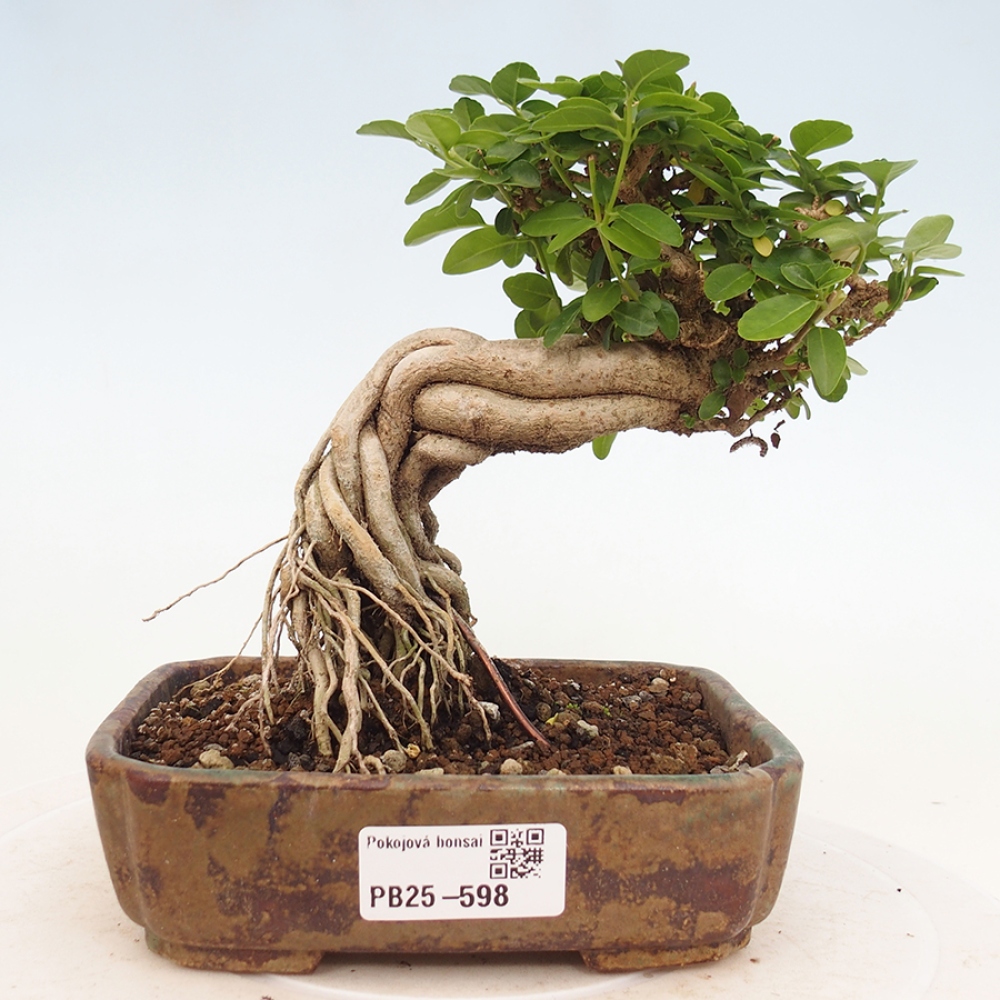 Izbová bonsai - Premna serratifolia - Kozlovoň malolistá