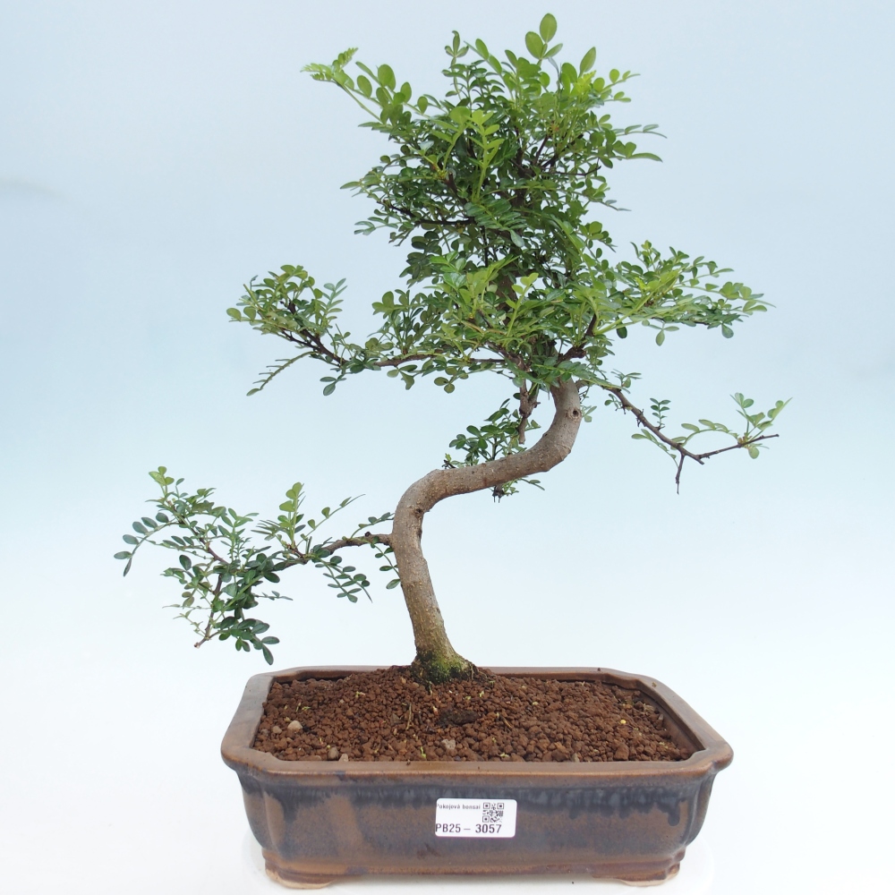 Izbová bonsai - Zantoxylum piperitum - korenistý