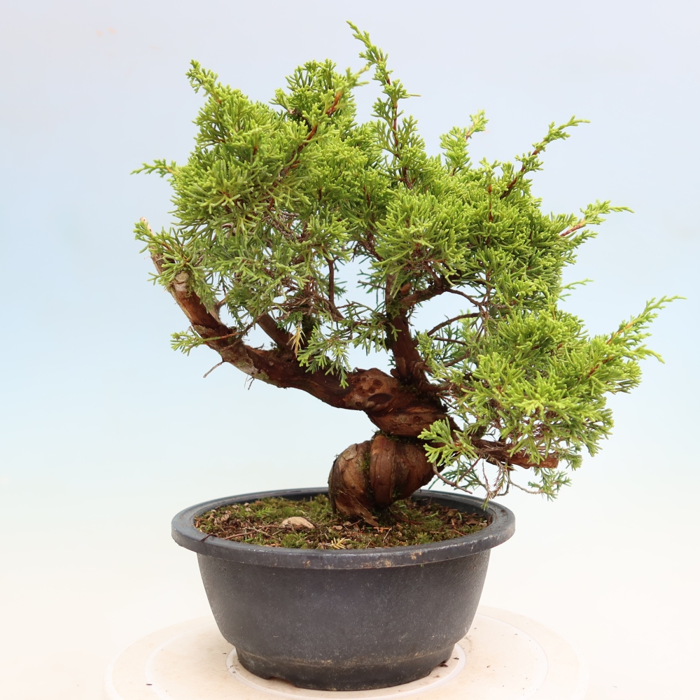 Vonkajší bonsai – Juniperus chinensis Itoigawa – čínsky jalovec