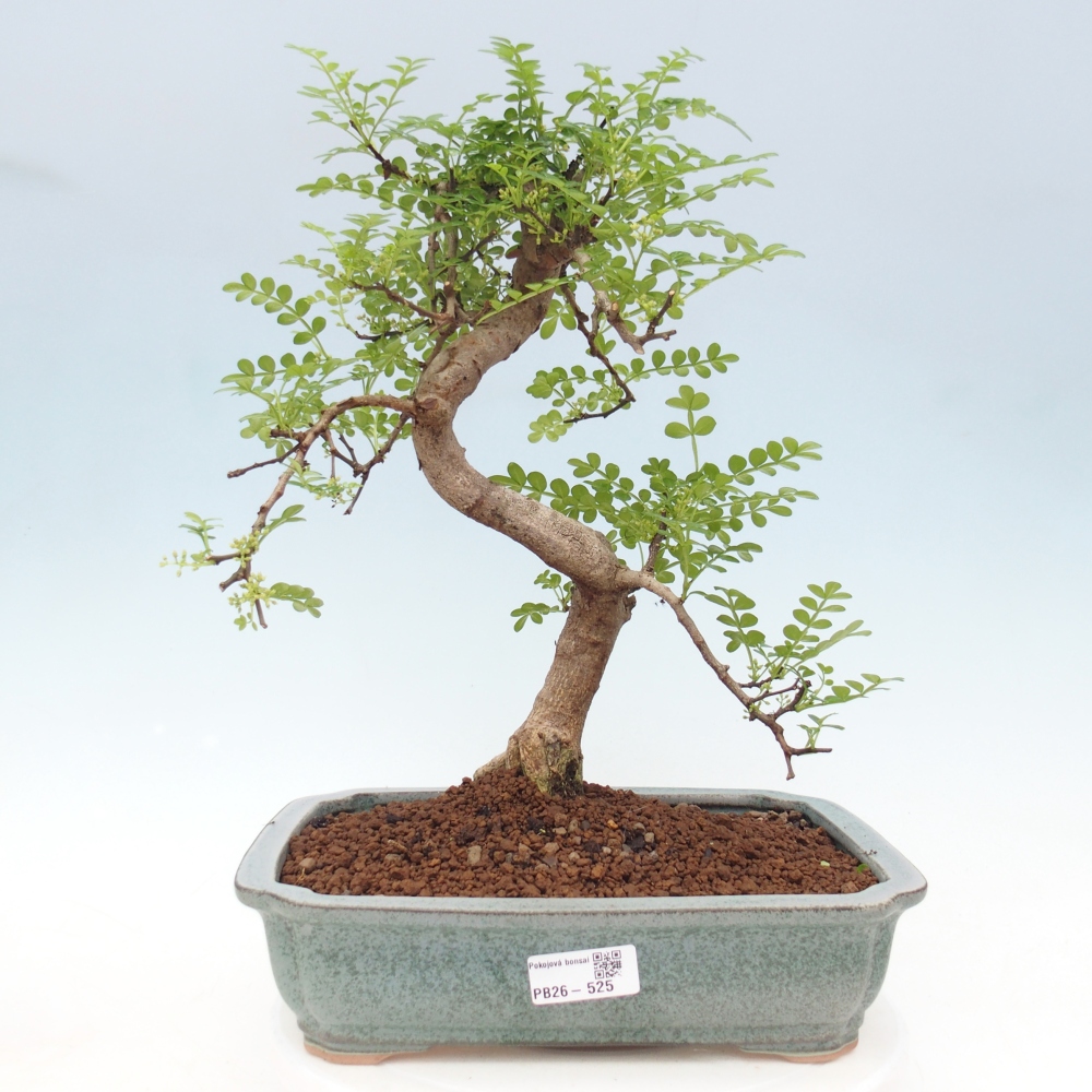 Izbová bonsai - Zantoxylum piperitum - korenistý