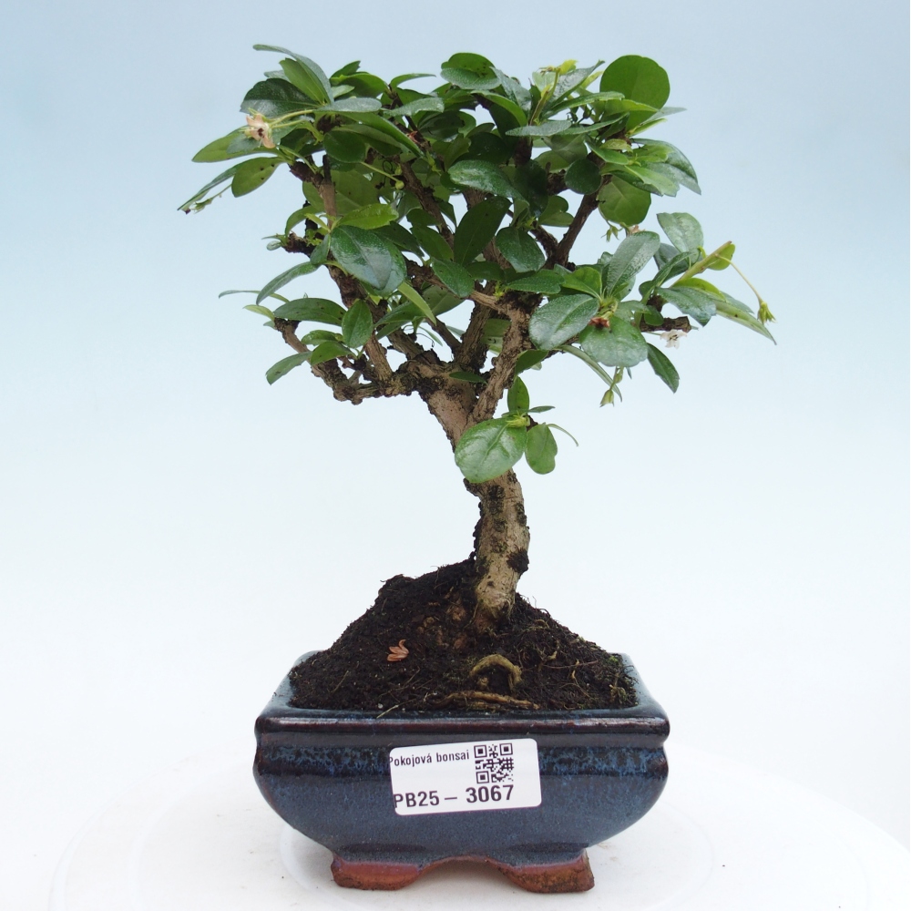Izbová bonsai - Carmona macrophylla - Čaj fuki