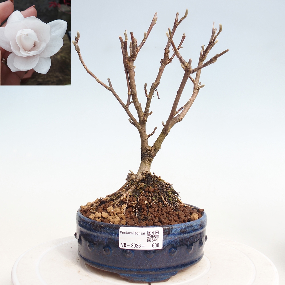 Vonkajšie bonsaje - Magnolia stellata