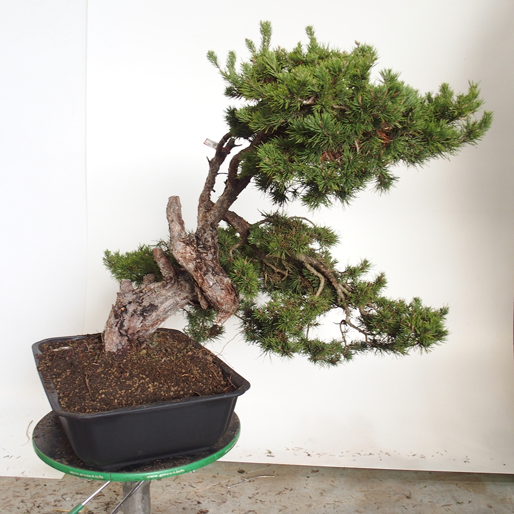 Yamadori - Pinus sylvestris Španielsko