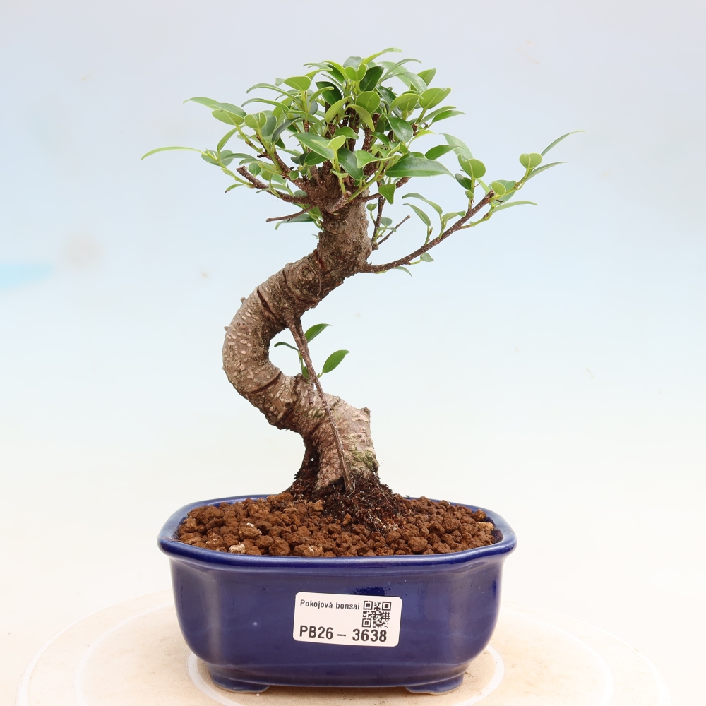Izbové bonsaje - Ficus kimmen - drobnolistý fikus