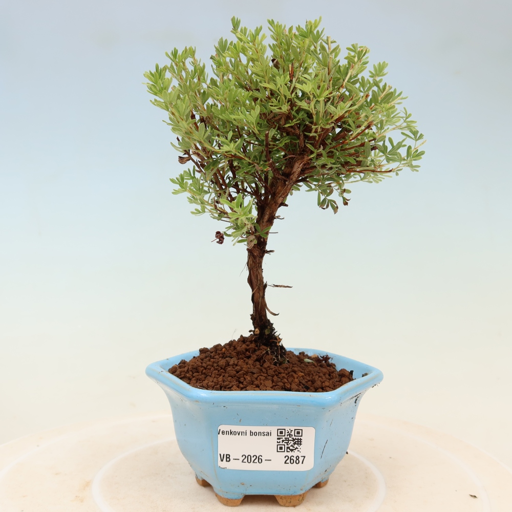 Vonkajší bonsai – Potentila fruticosa – Goldkissen
