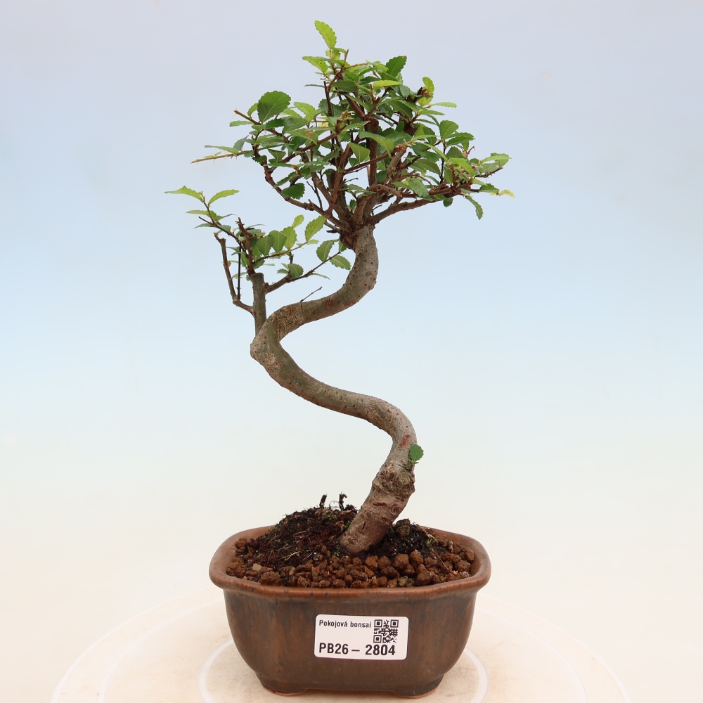 Izbový bonsaj - Ulmus parvifolia - brest malolistý