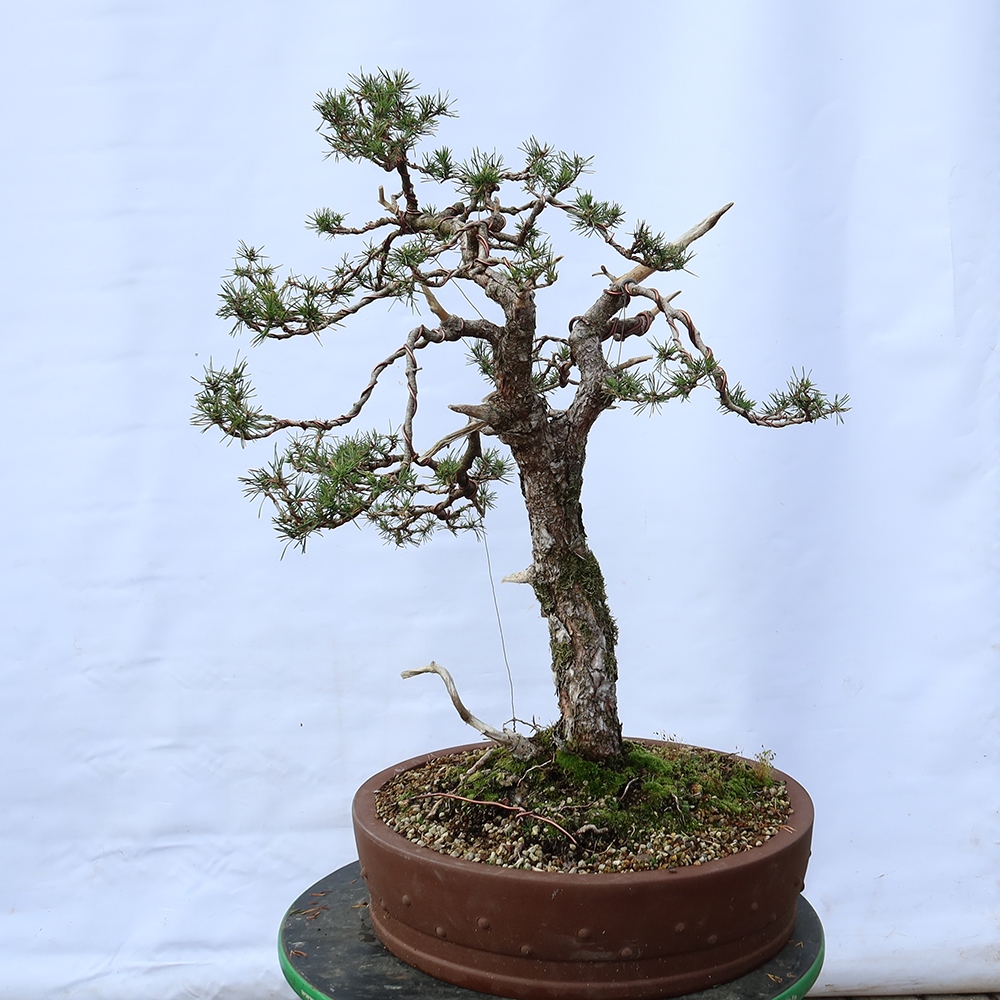 Pinus sylvestris Španielsko – borovica lesná