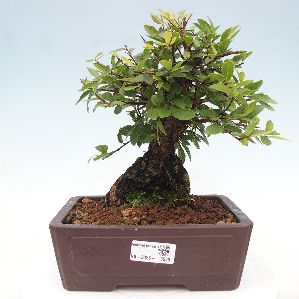 Vonkajšie bonsaje - Zelkova - Zelkova NIRE