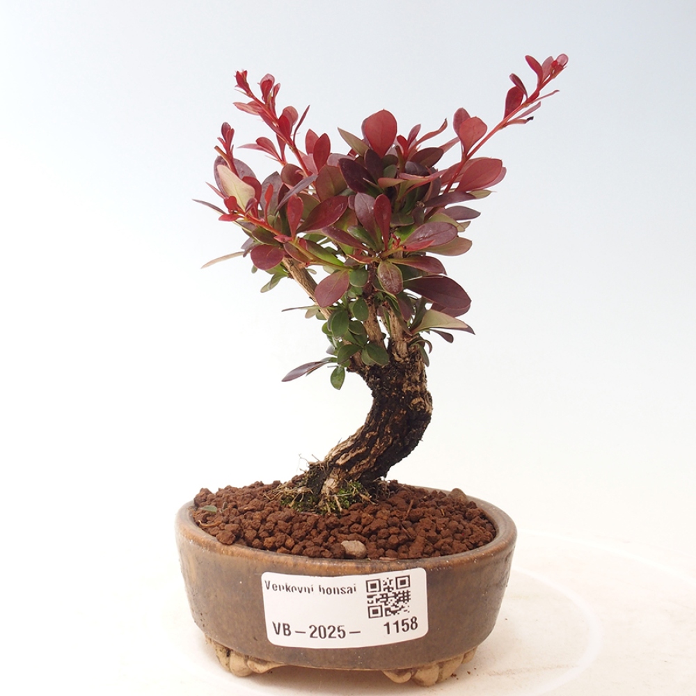 Vonkajší bonsai - Berberis thunbergii Kobold - Drištál Thunbergov