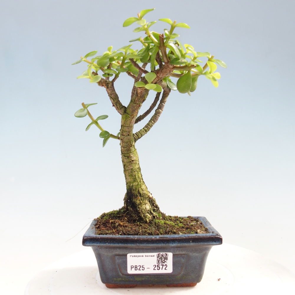 Izbová bonsai - Portulakaria Afra - Tlustice