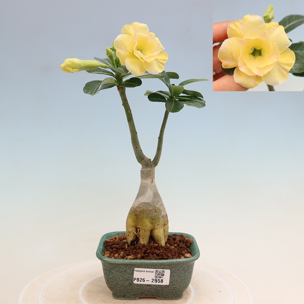 Izba bonsai – Adenium obesum, štepené Alonza – Púštna ruža
