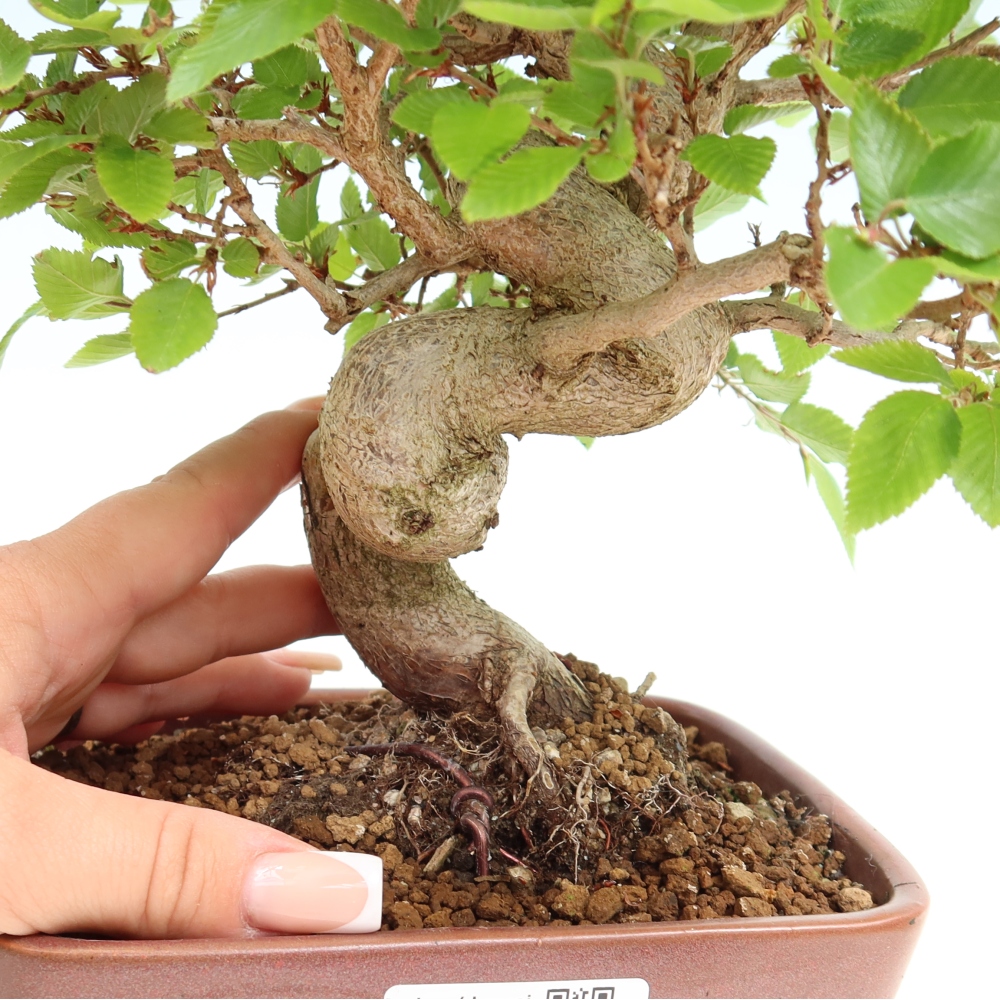 Vonkajší bonsaj -Carpinus coreana - Hrab kórejský