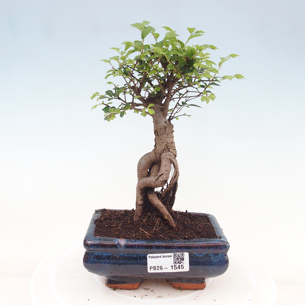 Izbový bonsaj - Ulmus parvifolia - brest malolistý