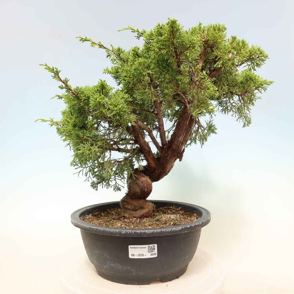 Vonkajší bonsai – Juniperus chinensis Itoigawa – čínsky jalovec
