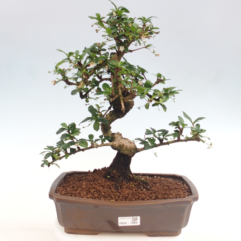 Izbové bonsaje - Carmona macrophylla - Tea fuki
