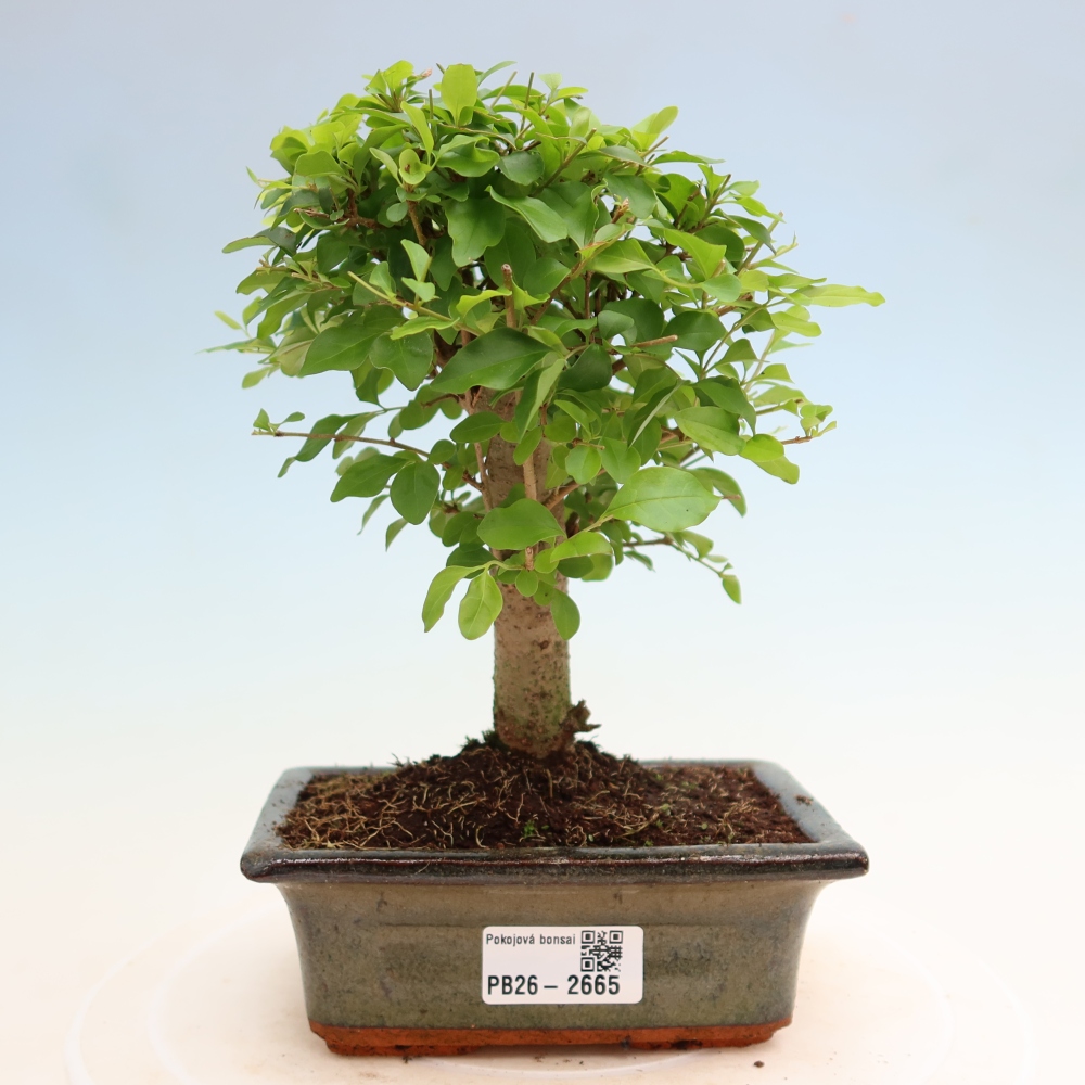 Izbový bonsaj -Ligustrum chinensis - Vtáčí zobák