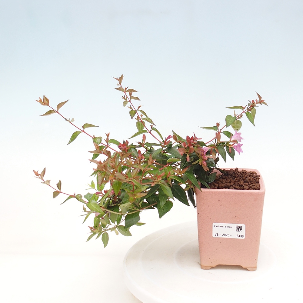 Vonkajší bonsai - Abelia Grandiflora - Abélia veľkokvetá