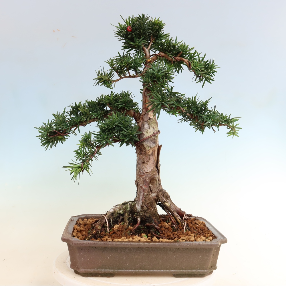 Vonkajší bonsai – Taxus cuspidata – japonský tisu