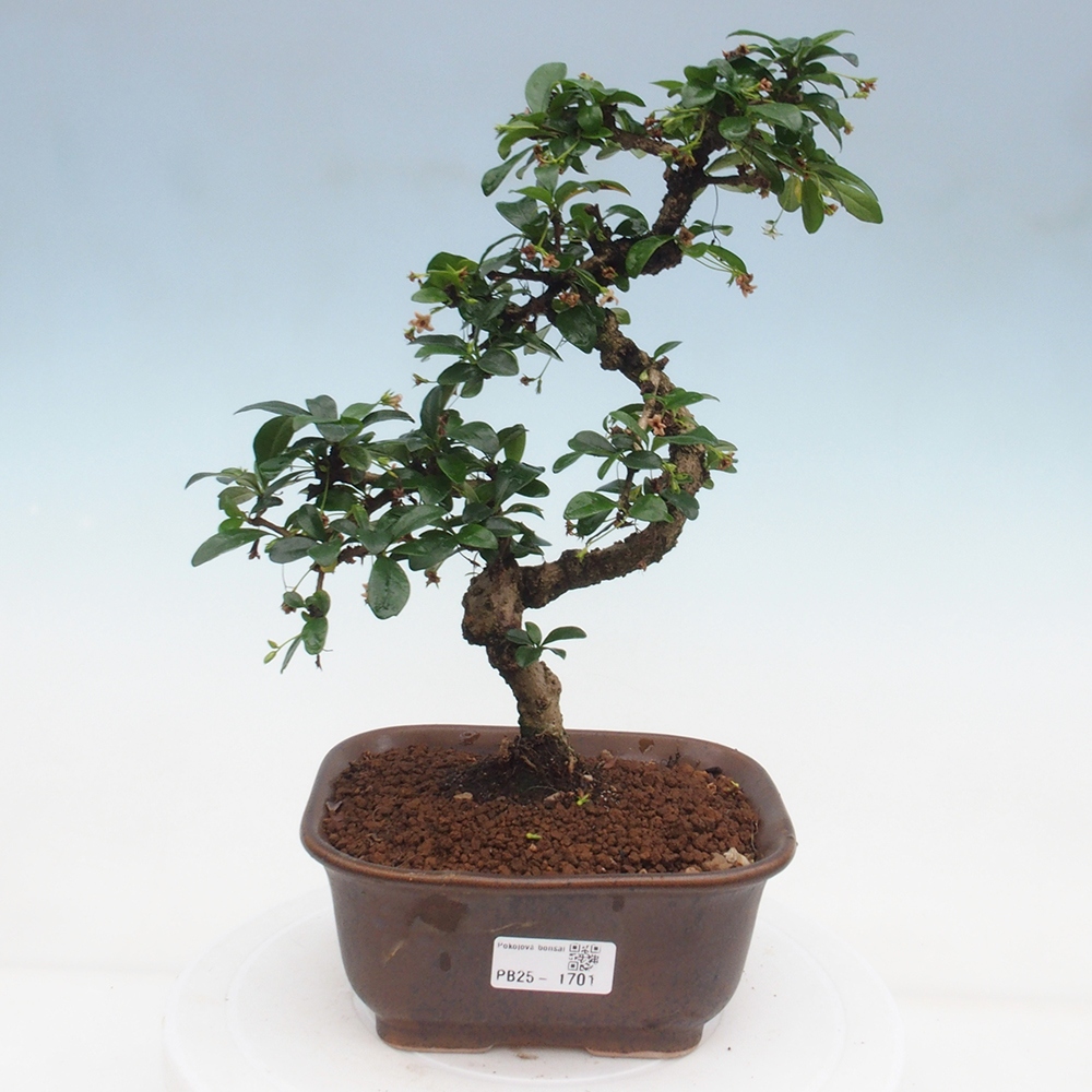 Izbová bonsai - Carmona macrophylla - Čaj fuki