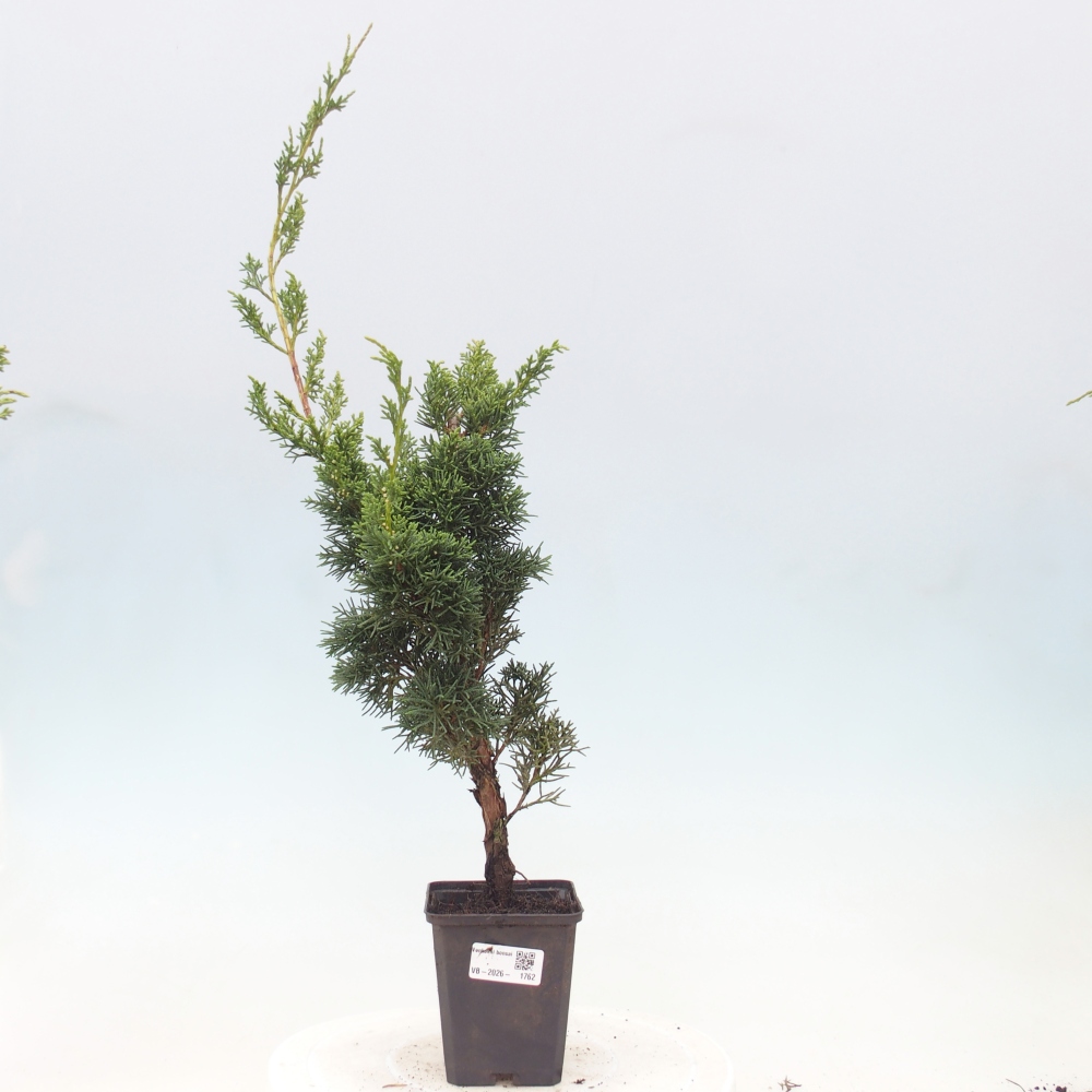 Vonkajší bonsaj - Juniperus chinensis Kishu