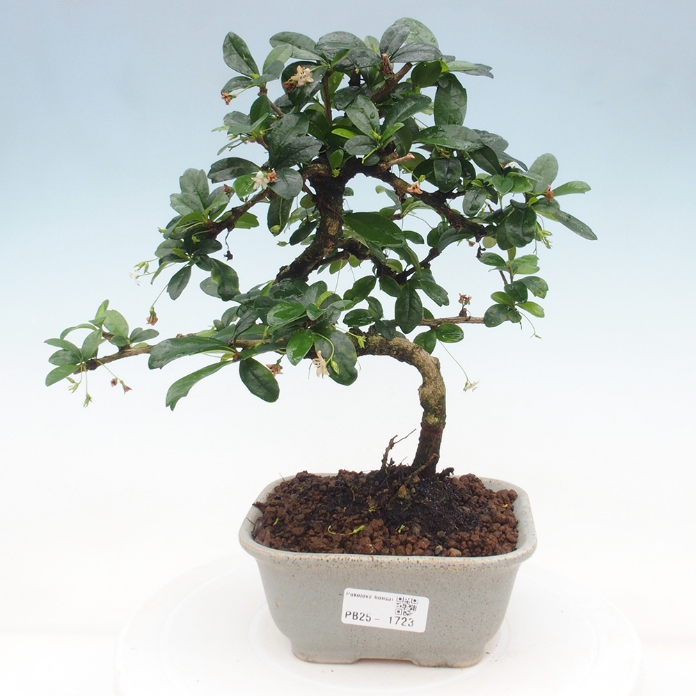 Izbová bonsai - Carmona macrophylla - Čaj fuki