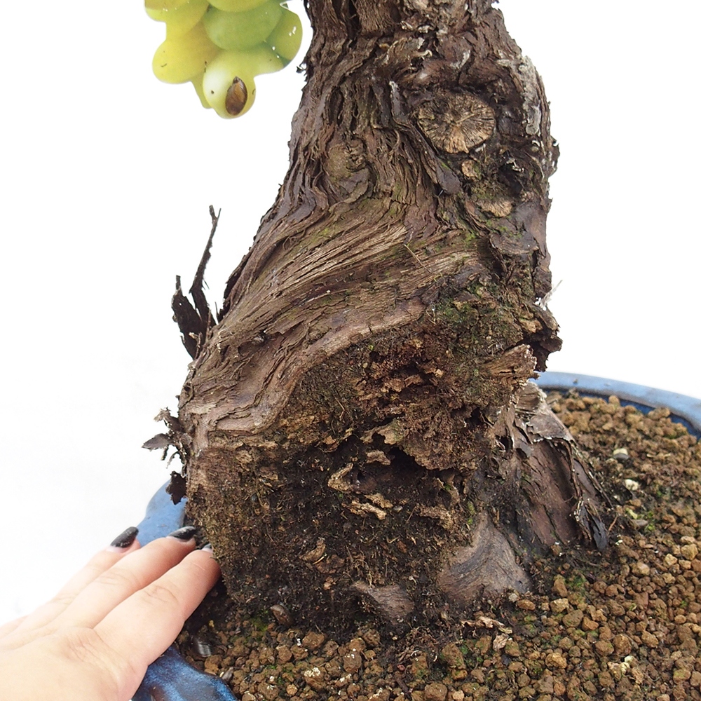 Vonkajší bonsai - Vitis vinnifera MUSKAT ITALIA  - Vínna réva