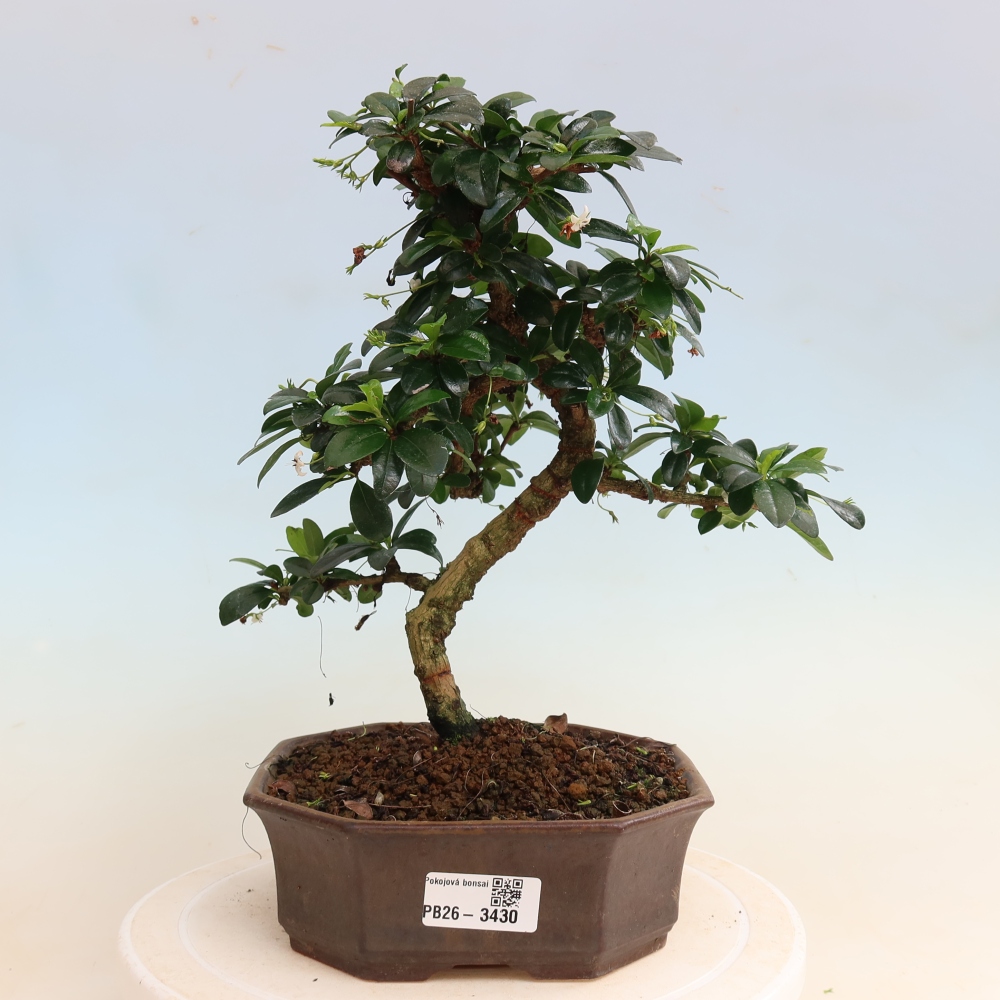 Izbové bonsaje - Carmona macrophylla - Tea fuki